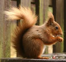 مدونتي Small-squirrel
