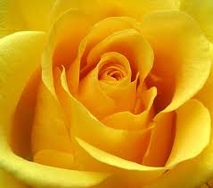 pictures yellow roses