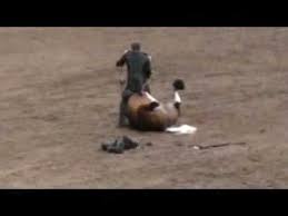 funny horse videos