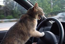 photo-humour-animaux-chat-au-volant.jpg