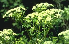 Poisonous Plant - Hemlock