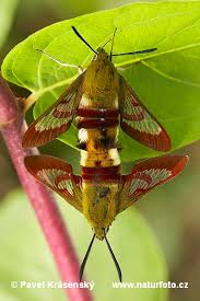 hawk moth