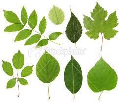 pictures of leaves