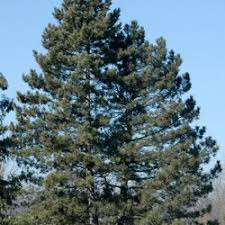 أشجار الصنوبر Corsican-pine-tree-pinus-nigra-var.-maritima-222