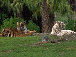обои тигры