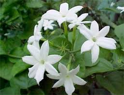 زهور الياسمين Jasmine