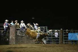 rodeo bull riding