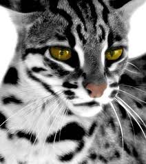 leopard cat pictures