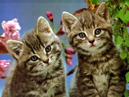 kitties