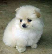Pomeranian 1 | Puppy dog