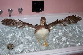 Daffys Bath!