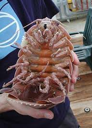 Giant Sea Woodlouse!