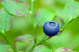 Blueberry Free Stock Photo HD