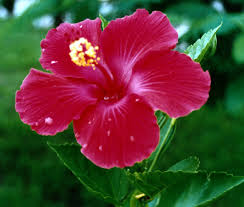 الكركديه 20080909_feg-hibiscus
