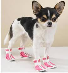 pink-boots-cute-dog.jpg