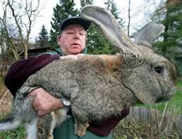 Giant Rabbit Photographs