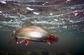 rainbow trout pictures