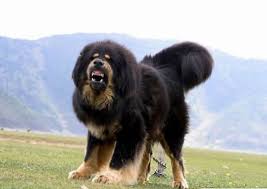 Tibetan mastiffs was Marco