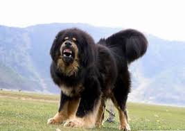 Tibetan Mastiff, The