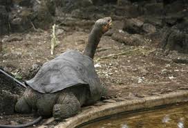 A Pinta Island tortoise,