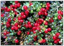 cranberry plant_michigan.gov
