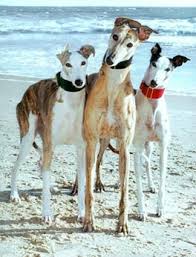 Adopt a Greyhound | Daytona
