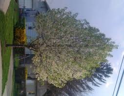 pear trees pictures