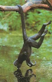 A Spider Monkeys prehensile