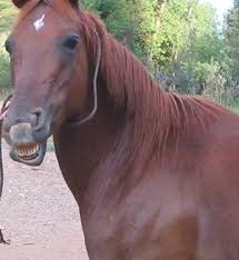 funny horse videos