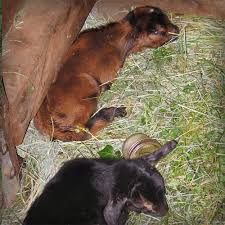 Newborn organic goats!