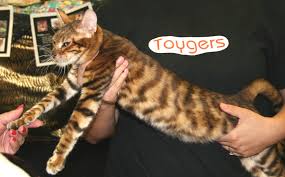 toyger cat