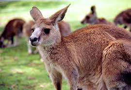 الحيوان الذي لا يشرب الماء أبدا Kangaroo