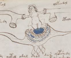 77v of Voynich Manuscript
