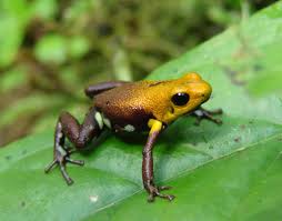 golden frog of Supata