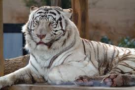 szibériai tigris9
