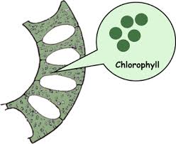 Chlorophyll Pictures