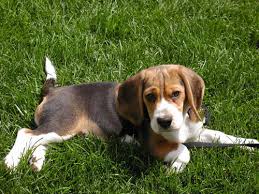 Le Beagle Beagle