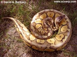 pastel ball python