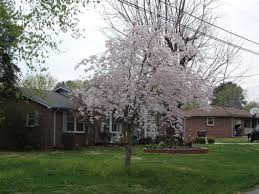 weeping cherry tree pic