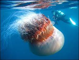 Facts about Jellyfish�