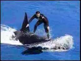 Killer Whale and Trainer