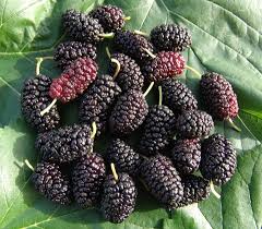 Mostra immagine a dimensione intera