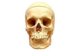human skull clip art