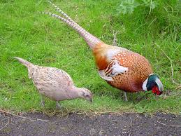Common Pheasant - Wikivisual