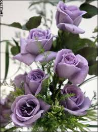 suntory blue rose