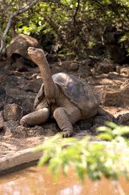 The Pinta Island tortoise