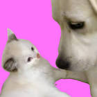 ベルとスノーとK2です