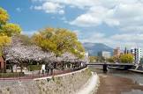 甲島桜