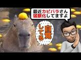 カピバラチャンネル