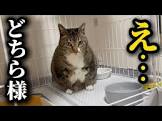 猫ですけどなにか？